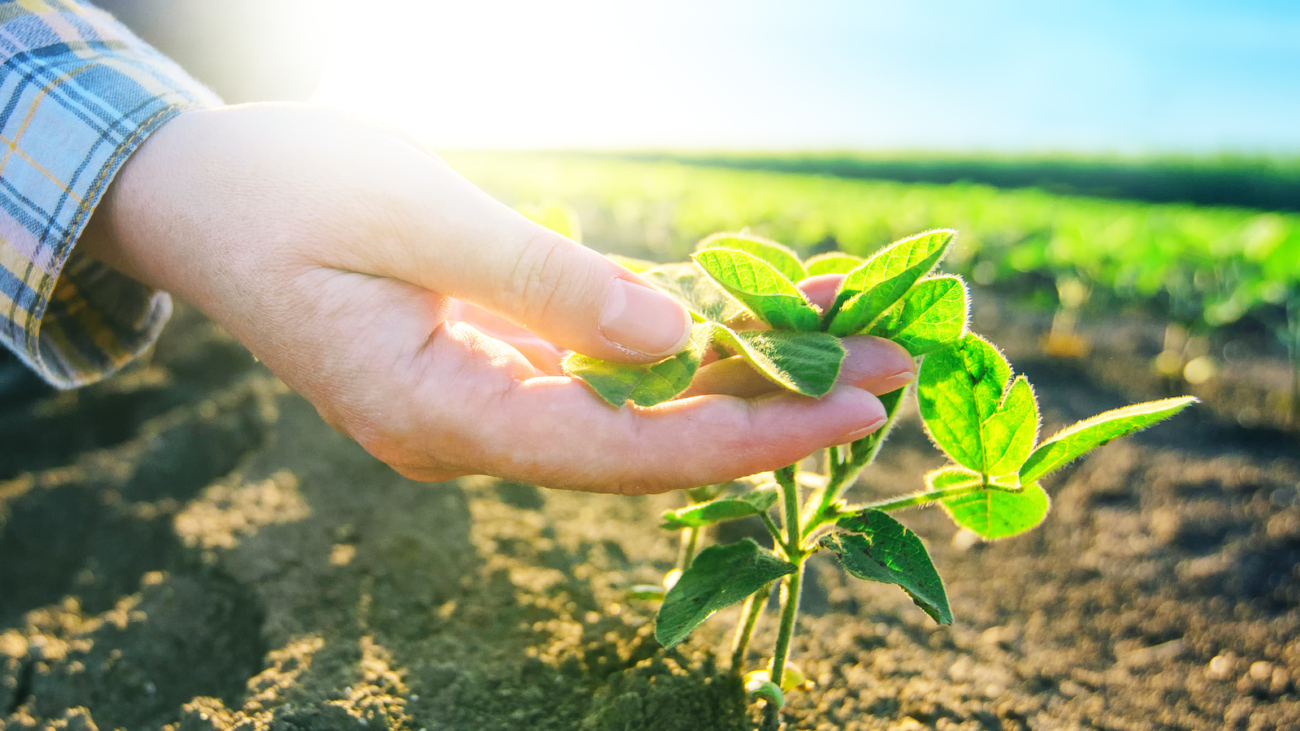 Female farmer's hands in soybean field responsible farming and dedicated agricultural crop protection soy bean plants growth control selective focus.