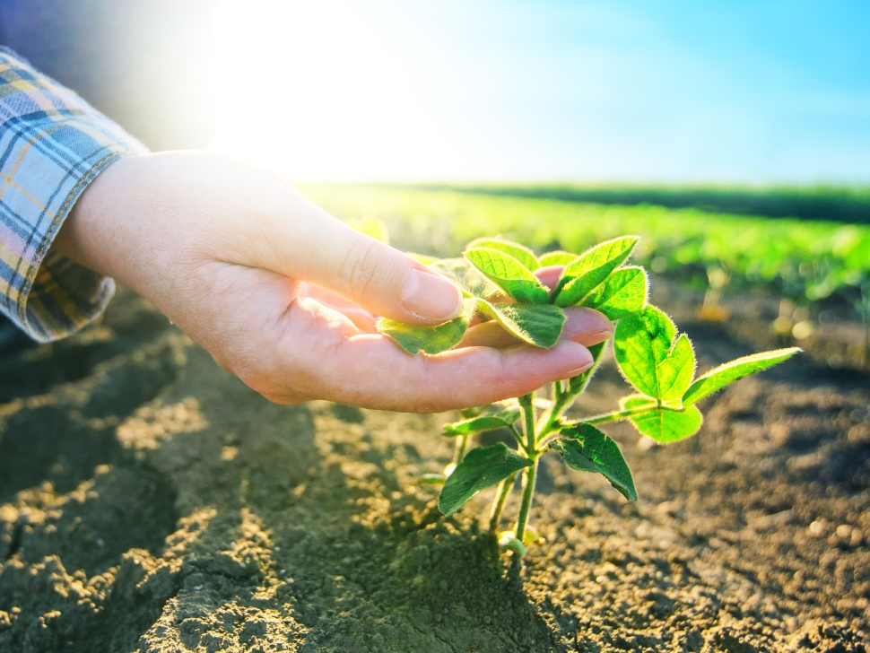 Female farmer's hands in soybean field responsible farming and dedicated agricultural crop protection soy bean plants growth control selective focus.